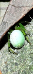 Aoaraneus pentagrammicus