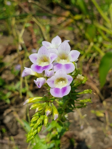 Limnophila aquatica, photograph 2