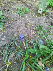 Muscari