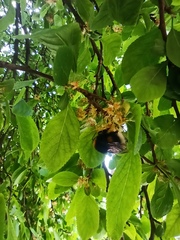 Bombus