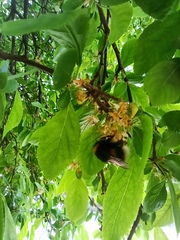 Bombus