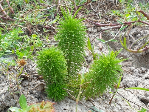 Image of Limnophila Aquatica (Limnophila aquatica) by (c) Aravinth, some rights reserved (CC BY)