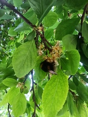 Bombus