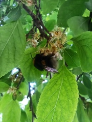 Bombus