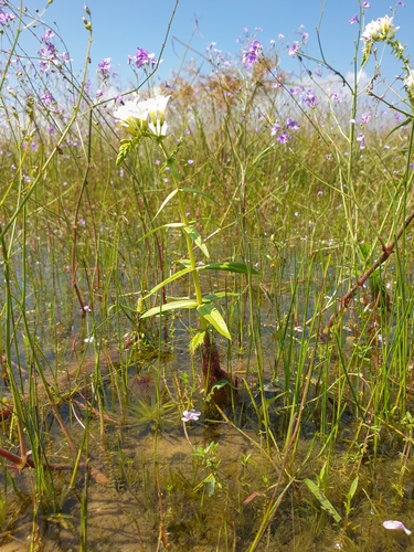 Image of Limnophila Aquatica (Limnophila aquatica) by (c) Aravinth, some rights reserved (CC BY)