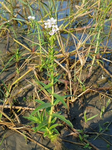 Image of Limnophila Aquatica (Limnophila aquatica) by (c) Aravinth, some rights reserved (CC BY)