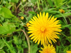 Taraxacum officinale