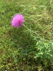 Cirsium texanum