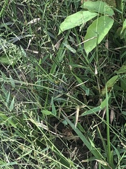 Poaceae