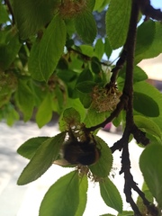 Bombus