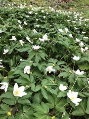 Anemonoides nemorosa