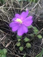 Angiospermae