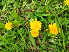 Taraxacum officinale