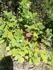 Pelargonium vitifolium