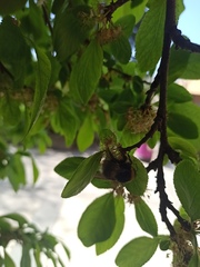 Bombus