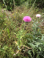 Cirsium texanum
