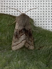 Orthosia opima