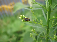 Hippodamia convergens