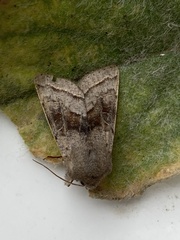 Orthosia opima