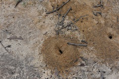 Aphaenogaster longiceps