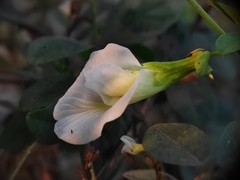 Clitoria ternatea albiflora