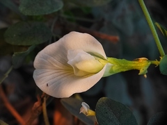 Clitoria ternatea albiflora