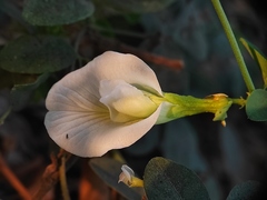 Clitoria ternatea albiflora