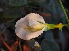 Clitoria ternatea albiflora