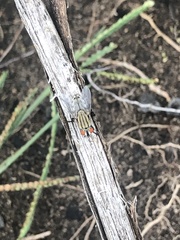 Diptera