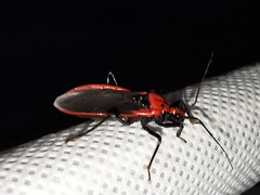 Rhiginia cinctiventris