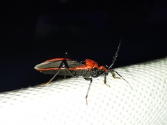 Rhiginia cinctiventris