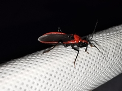 Rhiginia cinctiventris
