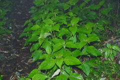 Collinsonia macrobracteata