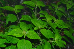 Collinsonia macrobracteata