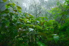 Collinsonia macrobracteata