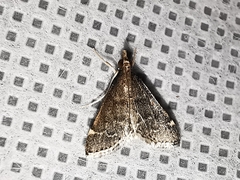 Steniodes declivalis