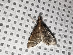 Steniodes declivalis