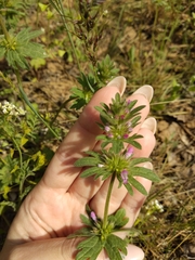 Lamium amplexicaule orientale