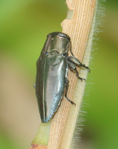Apple Jewel Beetle