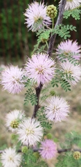 Mimosa texana