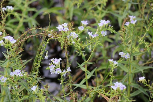 Limnophila aquatica, photograph 3