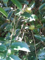 Sclerocroton