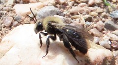 Andrena carlini