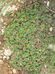 Euphorbia nocens