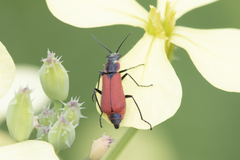Malachius coccineus
