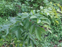 Boniodendron
