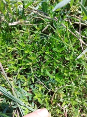 Thymus kosteleckyanus