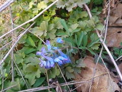 Corydalis turtschaninovii