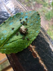Adalia bipunctata