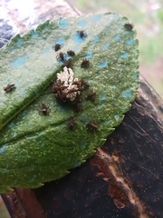 Adalia bipunctata